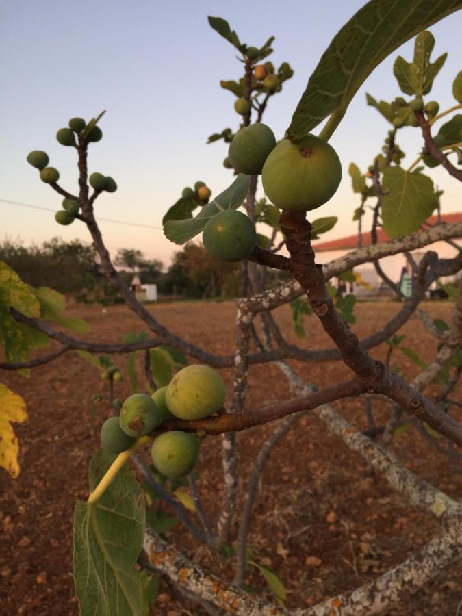 Solar Da Cotovia Villa Albufeira Bagian luar foto